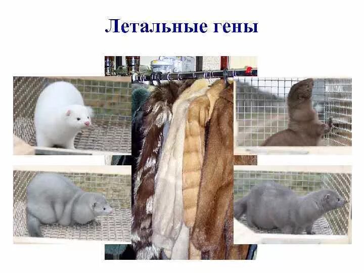 Летальные гены это. Плейотропное действие генов задачи. Примеры летальных генов. Летальные полулетальные субвитальные и витальные гены это. Летальные и полулетальные гены.