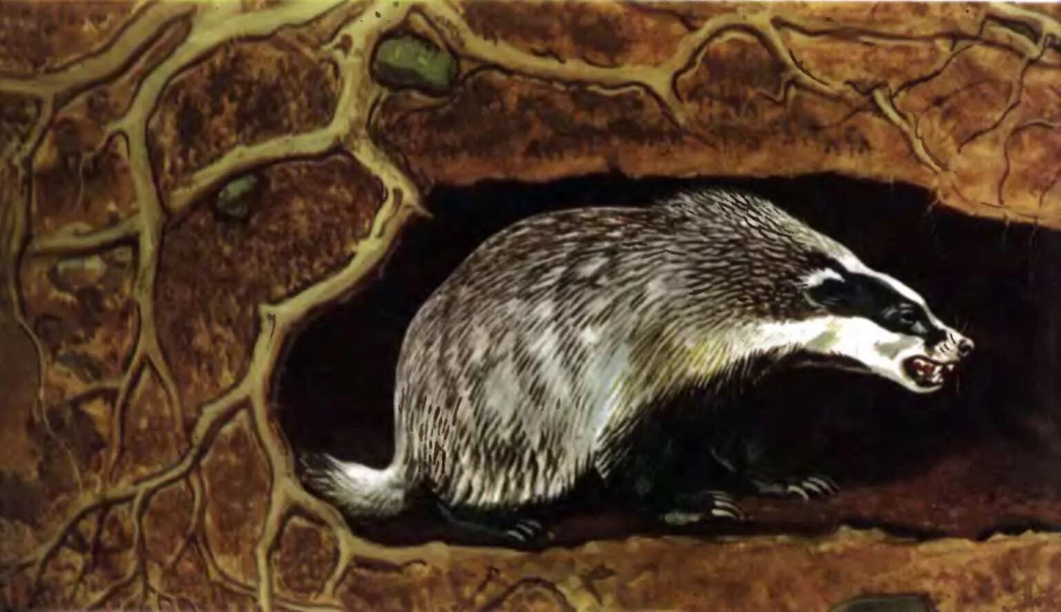 Норка скунса. Барсук бурятия. Нора барсука фото. Норка барсука. Гнездо барсука.