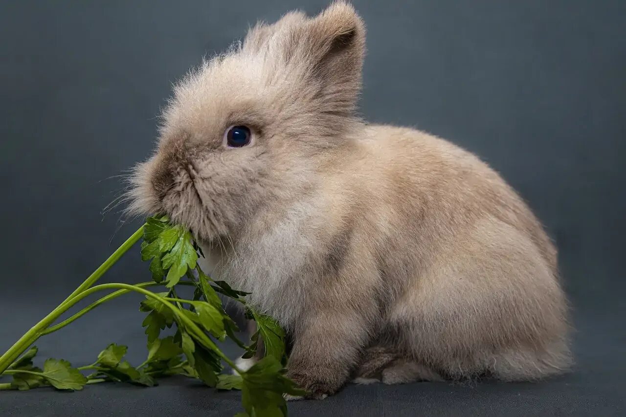 Можно ли кроликам клубнику. Кролик ест овощи. Кролик что-то знает. Lapin.