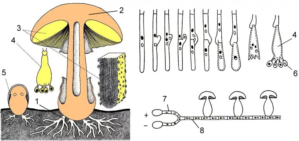 Базидиомицеты строение мицелия. Строение базидиальных грибов. Базидиомицеты строение. Строение базидии. Вегетативный мицелий грибов