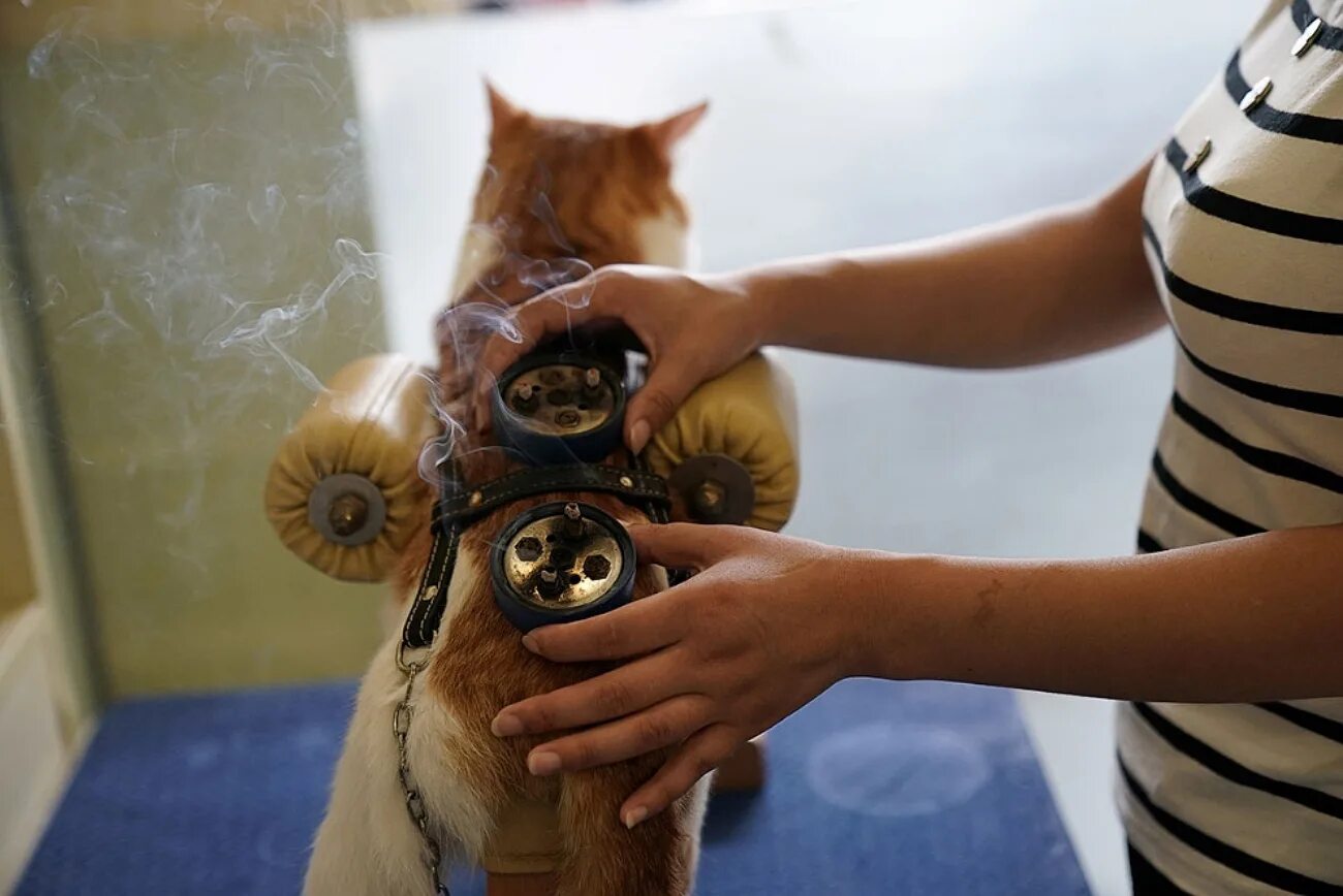 домашние животные в доме. прививка щенку йорка. собака с накрашенными ногтями. послушная собака. фотографируют домашних питомцев.