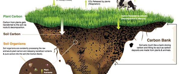 Самоочищение почвы. Soil Carbon. Растения в почве. Взаимосвязь почв и растительности.