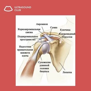 Акромион болит