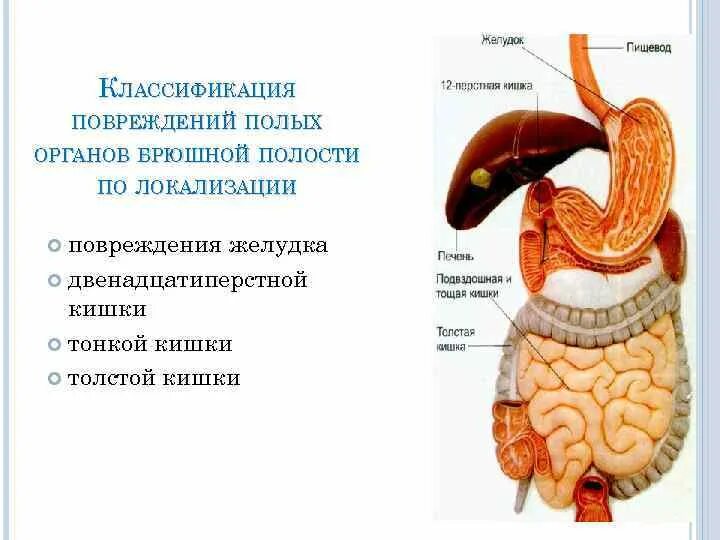 Классификация повреждений полых органов. Полые органы брюшной полости. Травмы полых органов брюшной полости. Разрыв органов брюшной полости.