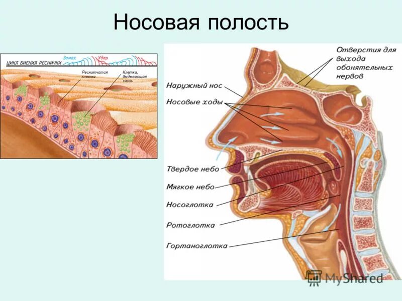 Обонятельная область носа