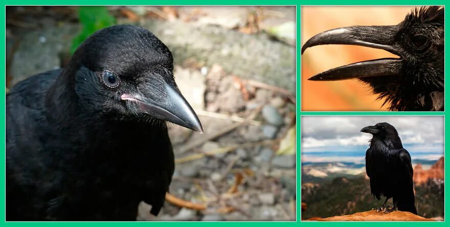 интересные факты о вороне. умная ворона. ворон интересные факты. интересные факты о вароне. самая умная птица.