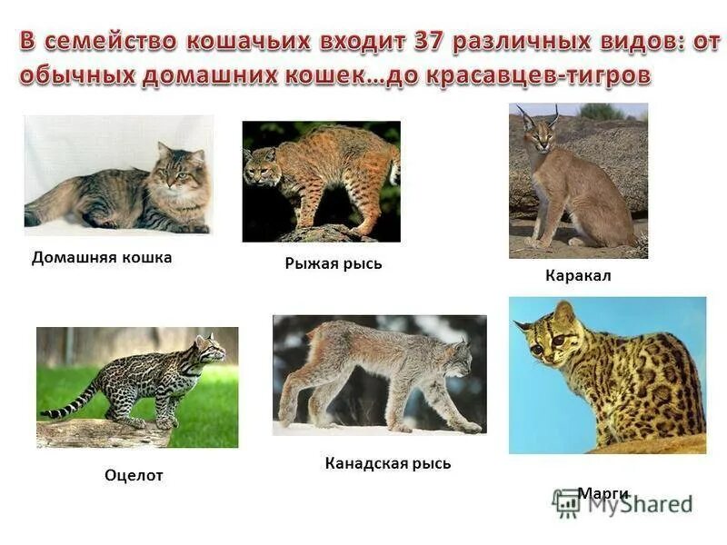 Отряд хищники семейство кошачьих. Кошки относятся к семейству. Кошки относятся к семейству. Семейство кошачьих представители. Семейство кошачьих описание.