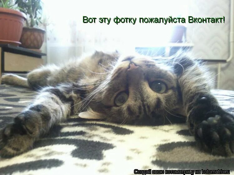 у тебя там другая собака. ну пожалуйста картинки. жалобный котик. фотография отправляй пожалуйста. пожалуйста.