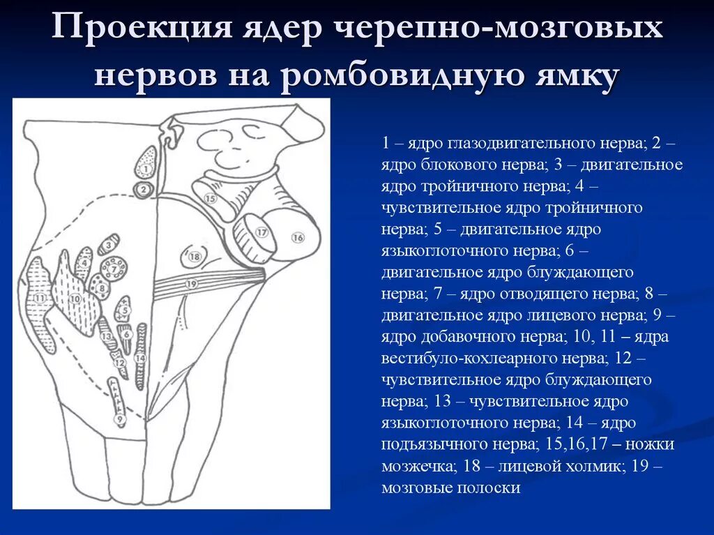 Ромбовидная ямка черепные нервы. Проекция ядер глазодвигательного нерва. Проекция ядер лицевого нерва. Проекция ядер ЧМН на ромбовидную ямку. Проекция ядра блокового нерва.