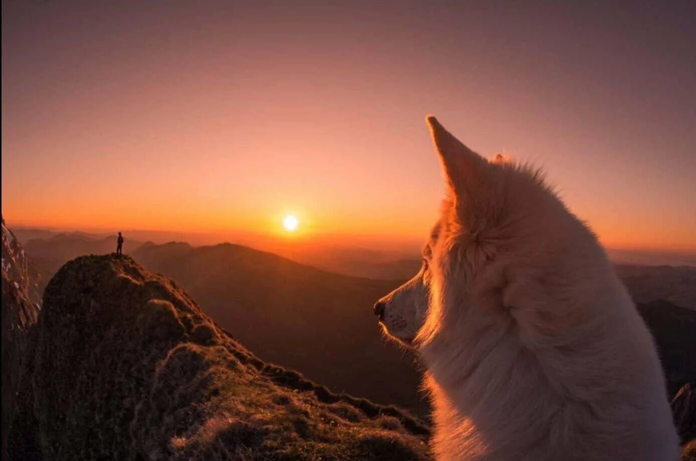 Волк анимация. Красивый волк. На горе одинокий волк ждал свою. Поздравительные открытки с волками. На горе одинокий волк ждал свою.