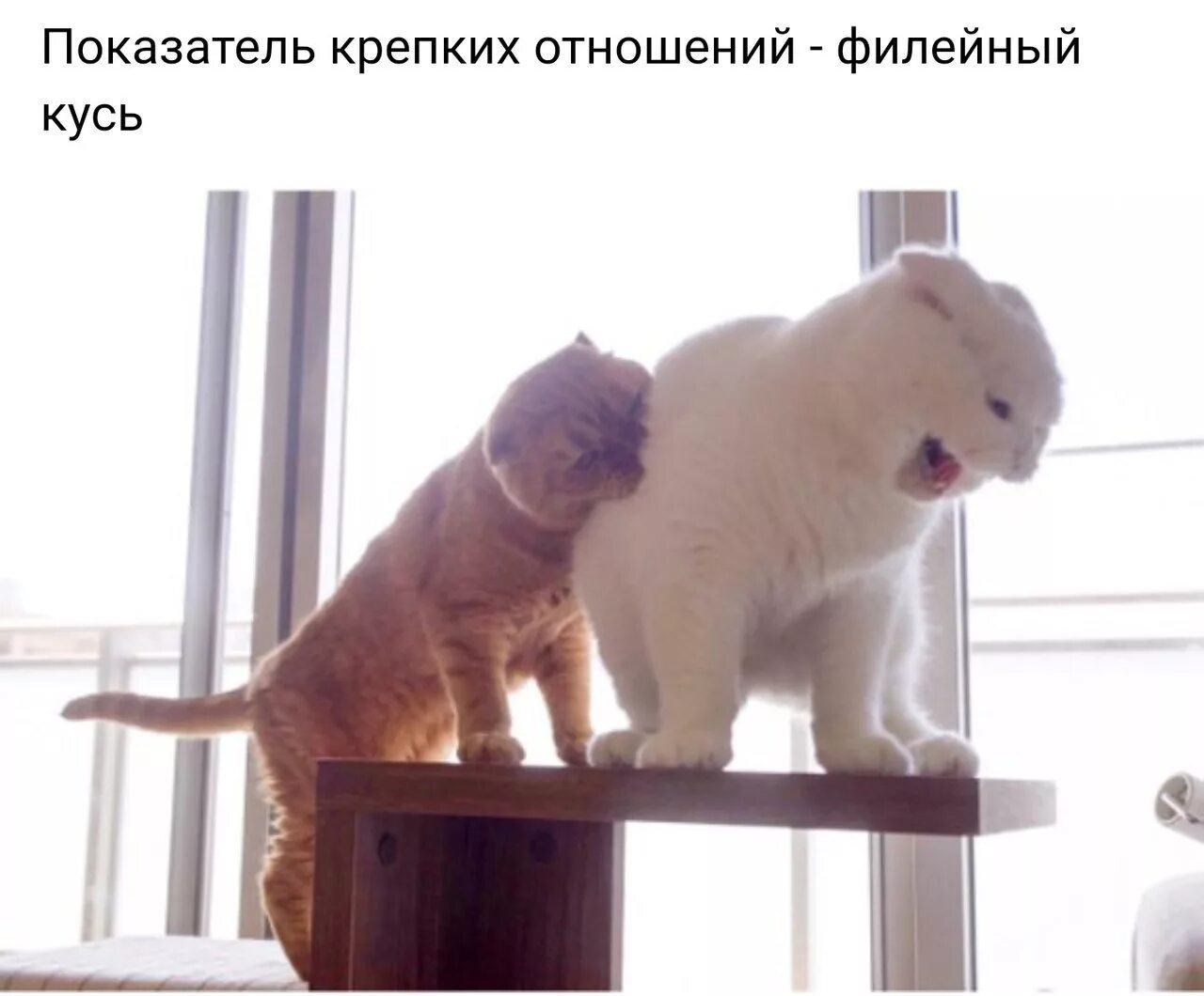 Кот грызет мем. Кусь. кусь прикол. смешные котики кусь. кусь картинки котик.