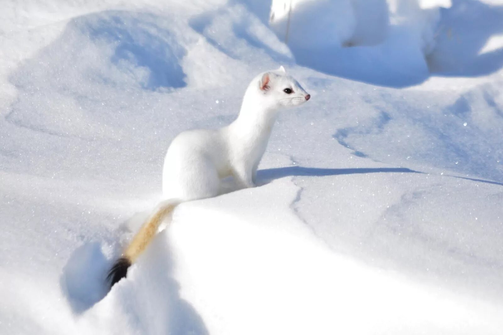 Солонгой забайкальский. Маленький коричневый зверек. Ласка (mustela nivalis). Ласка mustela nivalis linnaeus, 1766. Ильменский заповедник горностай.