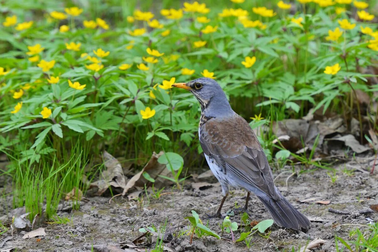 птицы весной. дом с жар птицами томск. птица усадьба. московский воробей. усадьба карагаево.