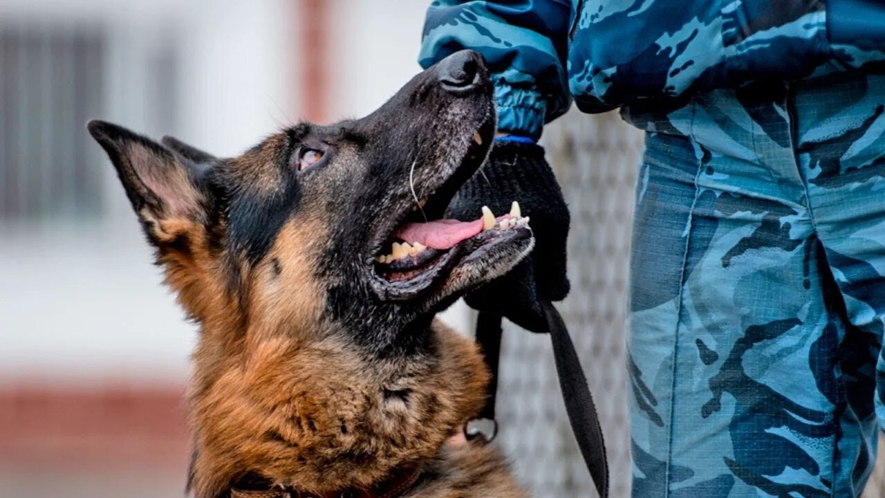 Фильм про кинолога и собаку. Кинологи бьют собак. Кинолог с собакой. Кинологи. Полицейские кинологи с собаками.