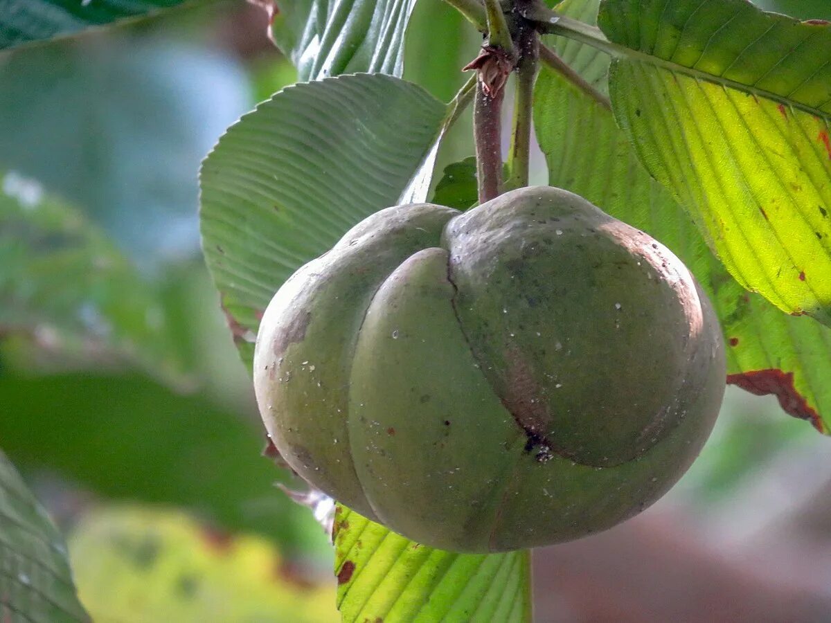 Elephant apple. Дилления индийская. Дилления Андаманская. Семейство Диллениевые Dilleniaceae. Слоновье яблоко фрукт.