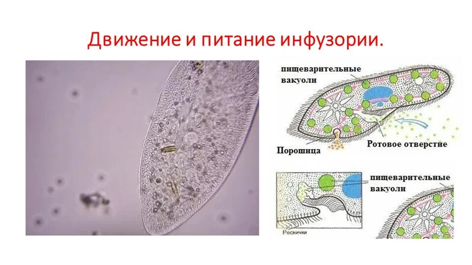 Сократительная вакуоль инфузории туфельки. Пищеварительная вакуоль инфузории. Пищеварительная вакуоль инфузории туфельки. Пищеварительная вакуоль у инфу.