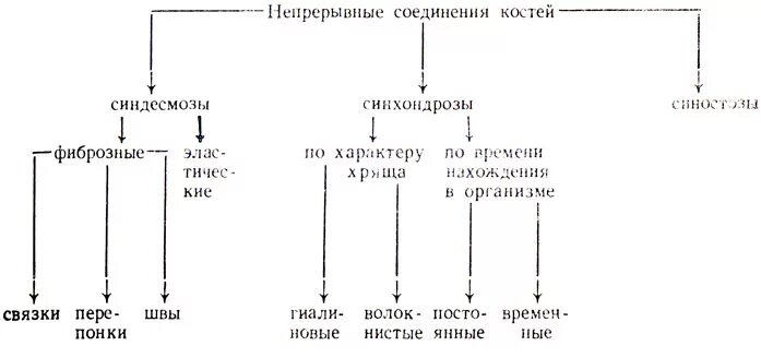 Таблица соединений кости