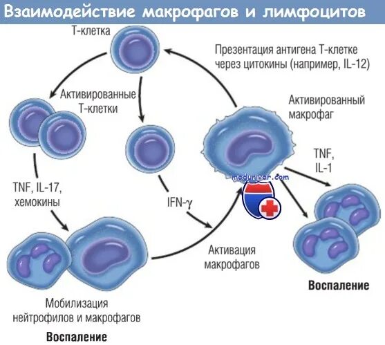 Взаимодействие макрофага и лимфоцита. Схема развития макрофагов. Взаимодействие т и в лимфоцитов. Активация макрофагов