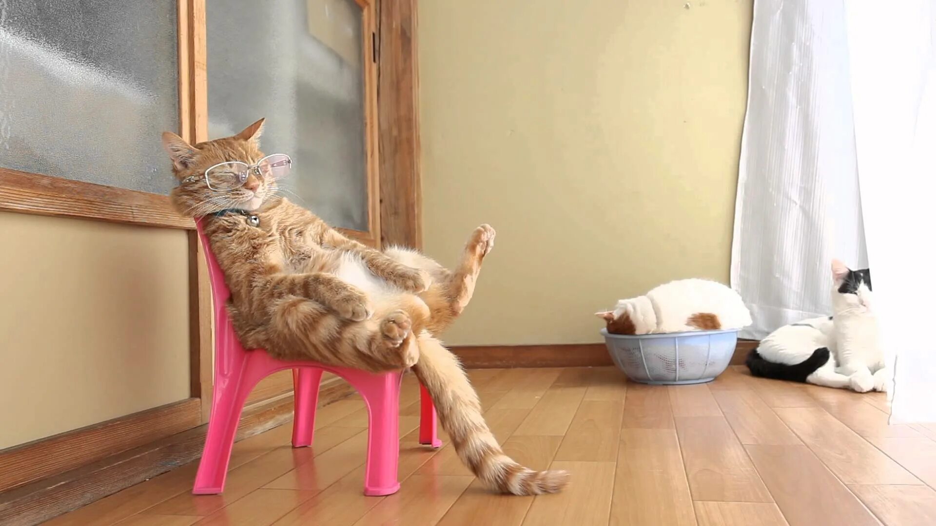 Кот на стуле. Котик сидит на стуле. Кот на стуле. Кот сидит. Кот сидит.