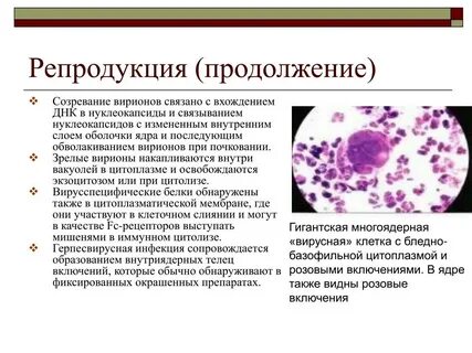 Определение днк герпеса