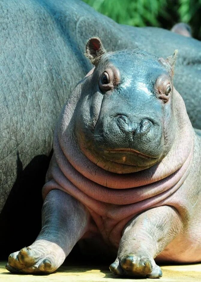 Сонник бегемот. Бегемот hippo. худой бегемот.