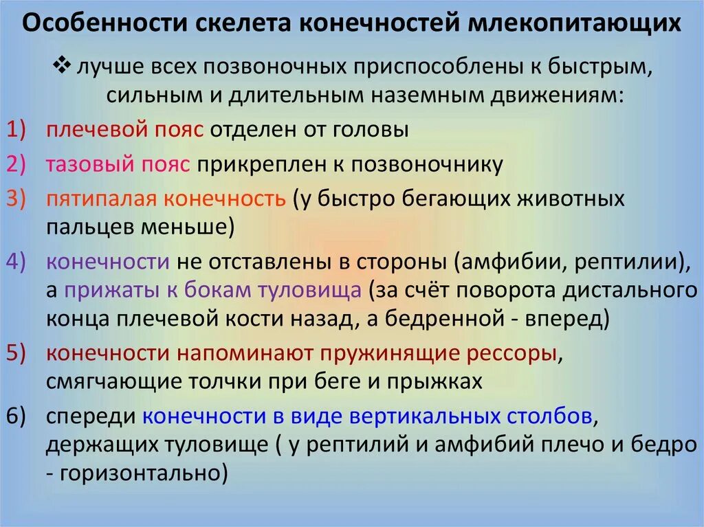 Исследование особенностей скелета млекопитающих ответы. Скелет млекопитающих характеристика. Особенности скелета млекопитающих. Особенности строения скелета млекопитающих. Структура скелета млекопитающих.