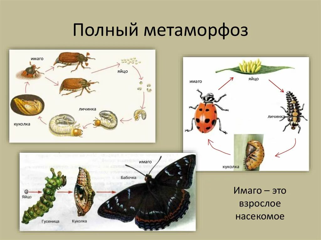 Метаморфоз это превращение. Развитие с неполным метаморфозом примеры. Полный и неполный метаморфоз. Развитие с метафармозом это. Развитие с полным и неполным превращением.