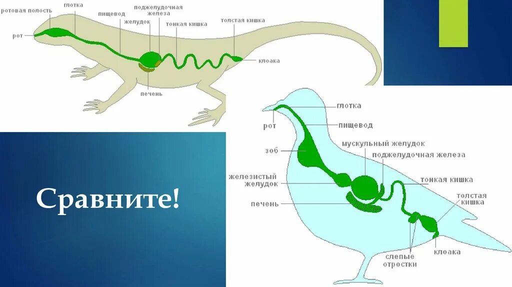 Пищеварительная система рептилий. Что такое клоака у птиц и пресмыкающихся. Пищеварительная система рептилий схема. Пищеварительная система ящерицы.