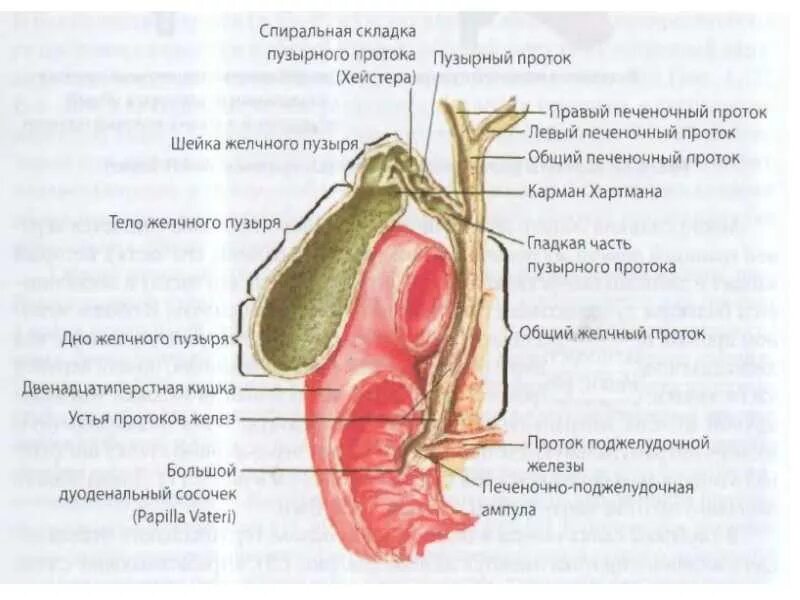 Колит желчный пузырь