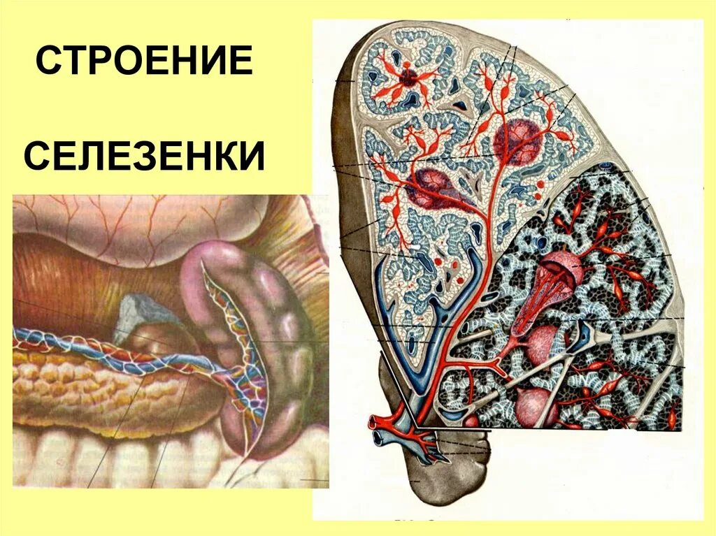 Строение селезенки анатомия. Селезенка патологическая анатомия. Внутреннее строение селезенки. Внутреннее строение селезенки анатомия.