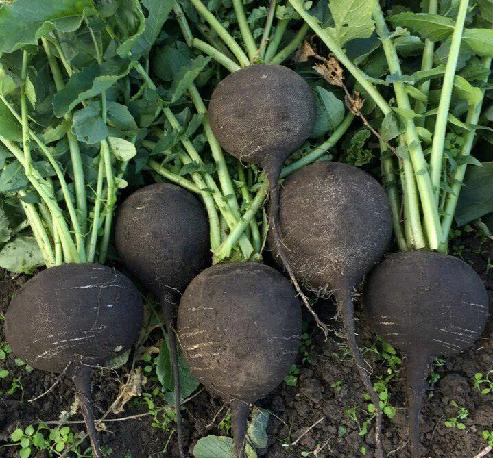 почему редька. репа и редька отличие. арбузный редис сорта. редька, брюква, дайкон. редька зимняя круглая черная.