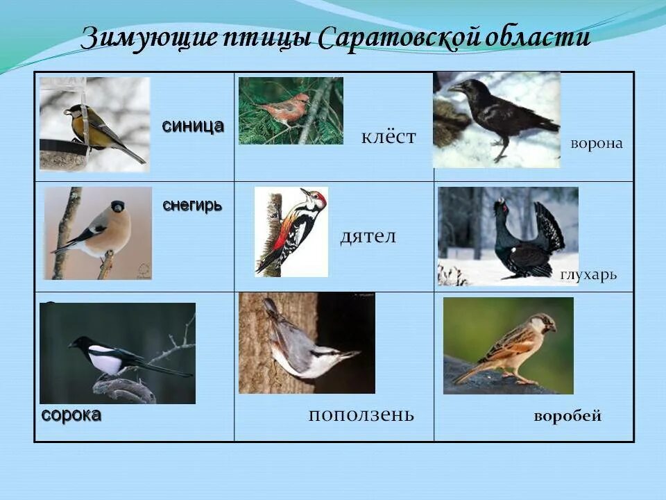 Оседлые птицы Саратовской области. Перелетные и зимующие птицы Саратовской области. Зимующие птицы Саратовской обл. Зимующие птицы названия.