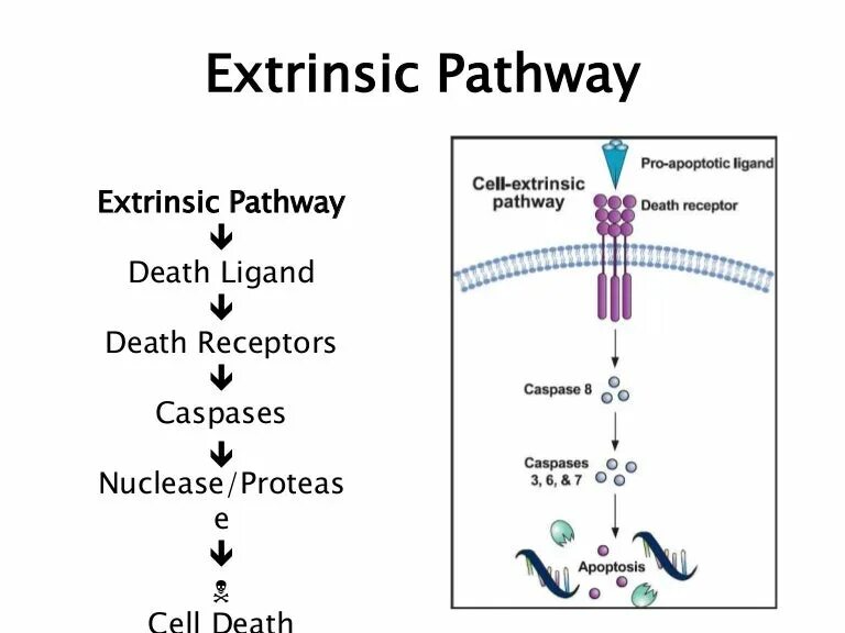 Pathways 2. Extrinsic pathway apoptosis. apoptosis pathways. intrinsic pathway of apoptosis. fas рецептор.