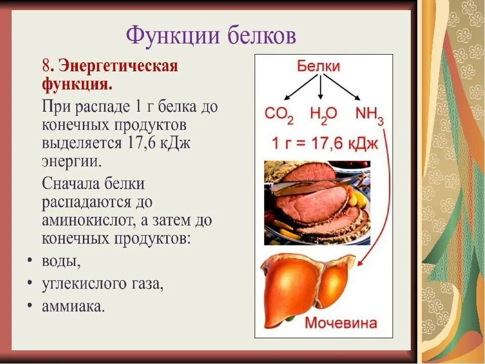 Какие белки выполняют энергетическую функцию