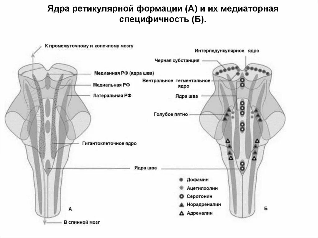 Стационарное ядро. Ретикулярная формация ствола мозга. Ядра ретикулярной формации ствола головного мозга. Ядра ретикулярной формации функции. Ядра ретикулярной формации продолговатого мозга.