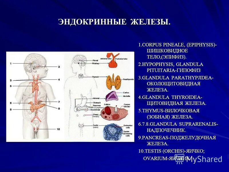 Гипофиз эндокринная железа