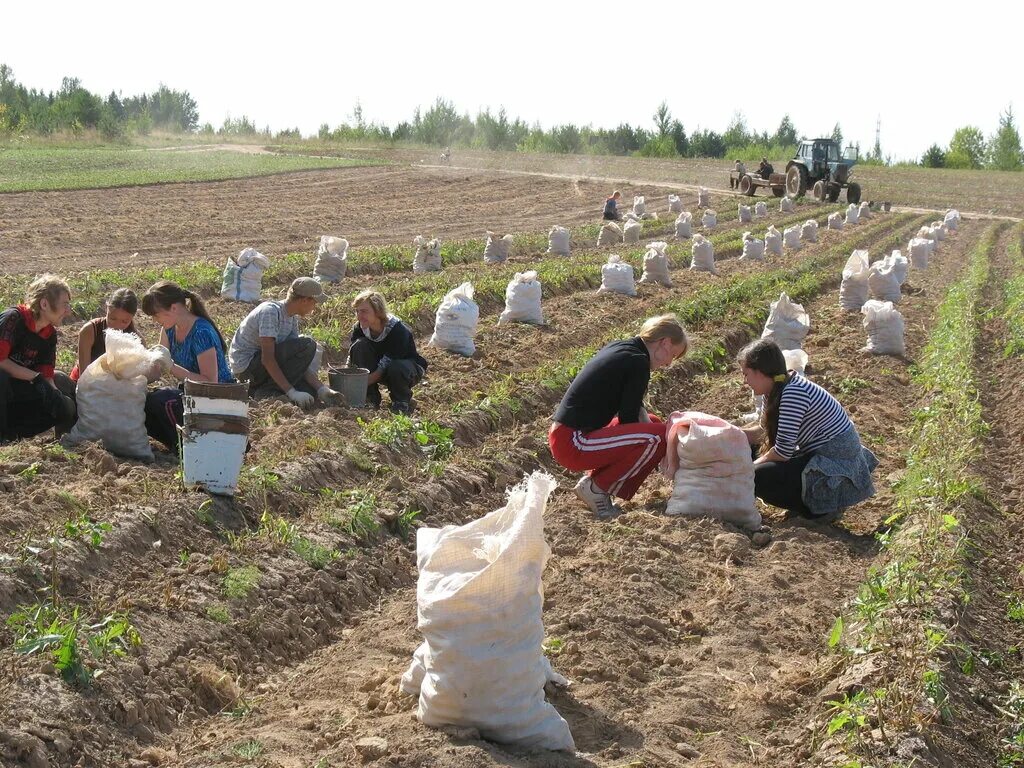 работник фермы. животновод на ферме. сельскохозяйственная ферма. ферма (сельское хозяйство). фермерство баранов.