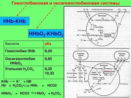 Состав гемоглобиновой буферной системы