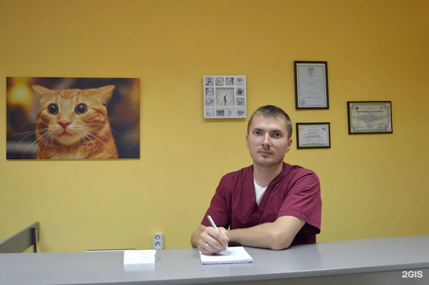 Ветеринарная черкесск. Ветеринарная клиника Рошаль рыжий кот. Ветеринарная клиника в Севастополе рыжий кот. Ветклиника рыжий кот Оренбург. Ветклиника рыжий кот, Зеленогорск.