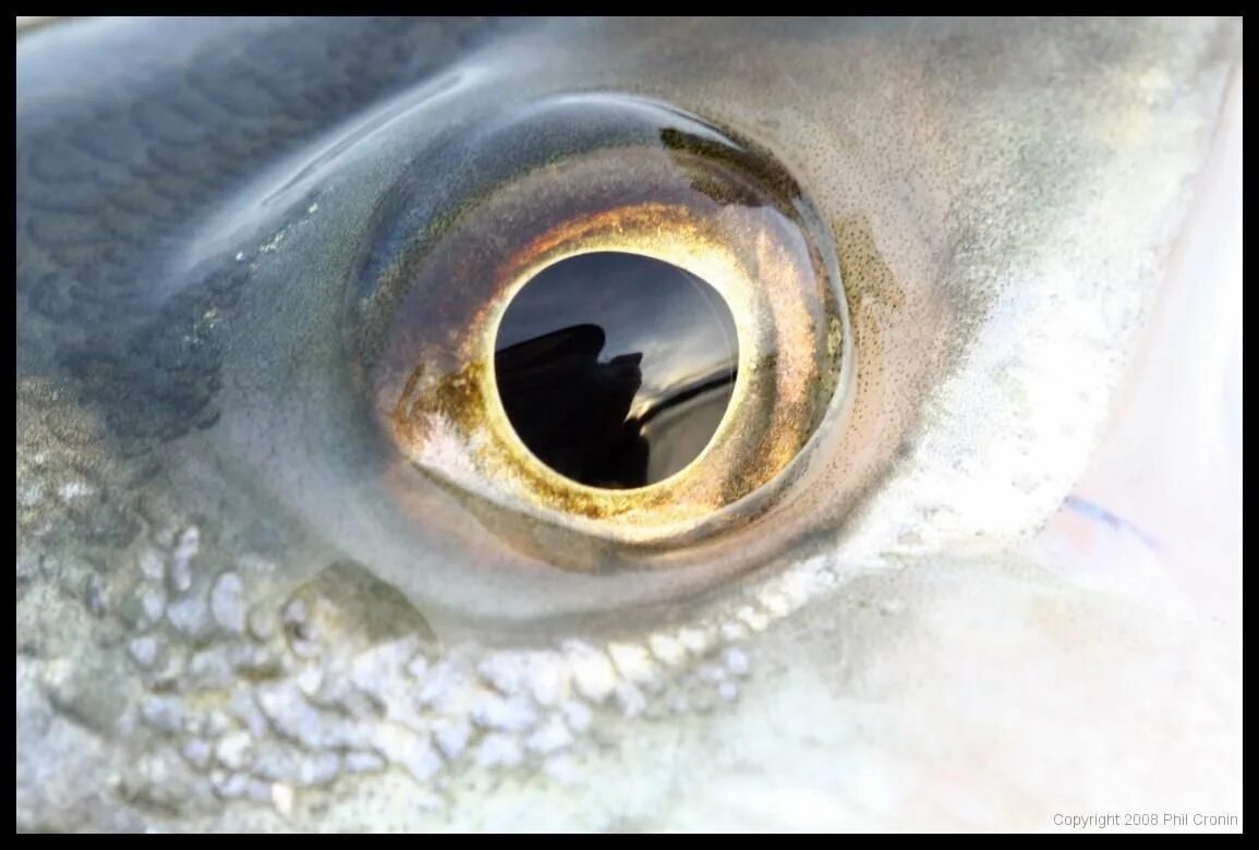 Глаз рыбы. Рыбий глаз. Рыбьи глазки. Зрачок рыбы. Готовим глазки