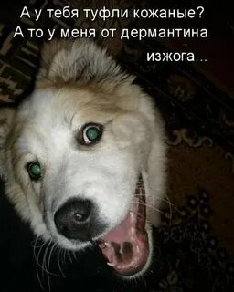 Смешные картинки Про собак и щенят с надписями 26 фото