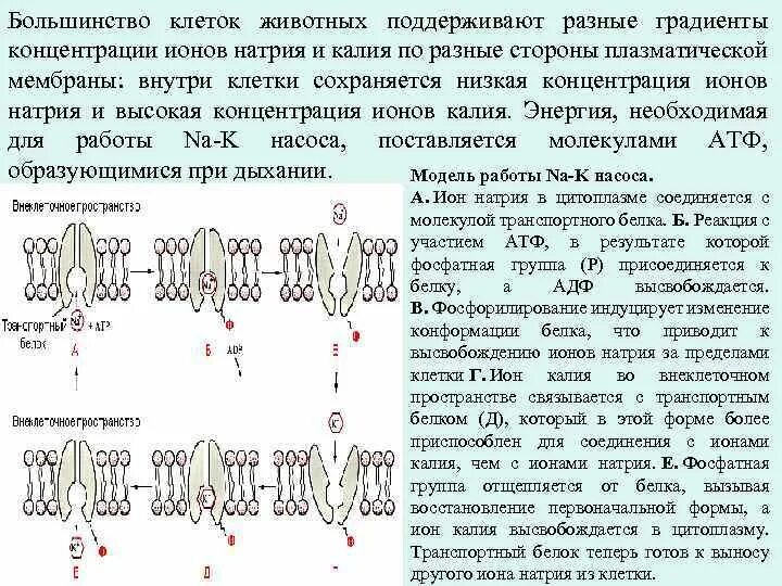 Калия больше внутри клетки. Концентрация ионов внутри и снаружи. Калия больше внутри клетки. Концентрация ионов калия внутри клетки. Содержание натрия внутри и вне клетки.