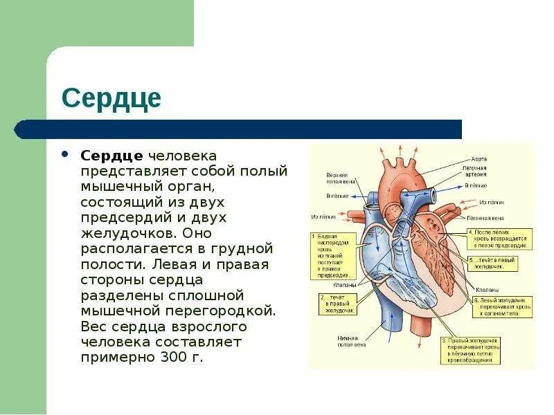 Сердце человека состоит из 2 предсердий. Сердце представляет собой полый мышечный орган. сердце человека состоит из. стороны сердца.