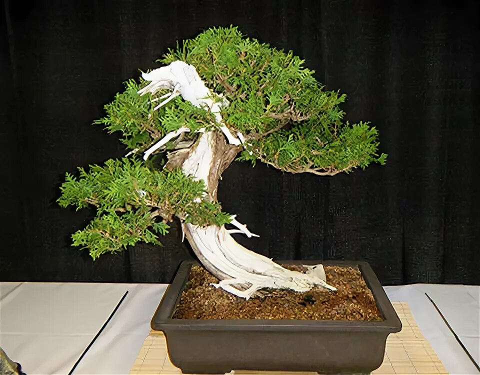 Bonsai & Penjing Museum Collections in DC - National Bonsai Foundation