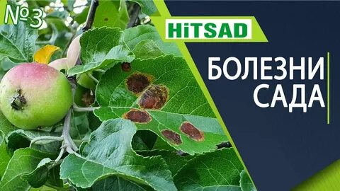 Обработка яблони от болезней