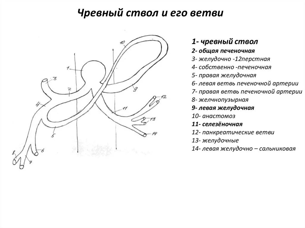 Ветви чревного ствола схема. Чревный ствол анатомия схема. Строение чревного ствола схема. Чревный ствол анатомия строение.