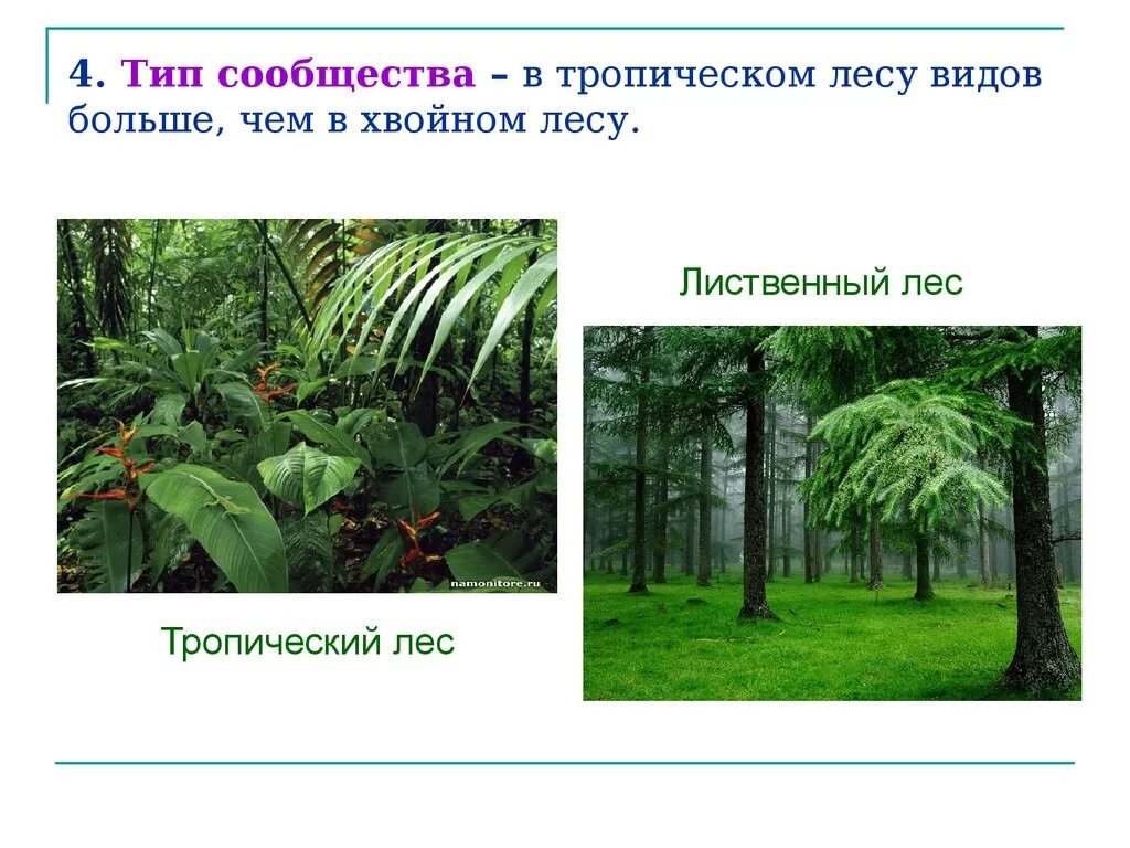 Видом средообразователем в хвойном. Тропические лиственные леса. Растительное сообщество тропиков. Сообщество тропический лес. Растительные сообщества в тропиках.