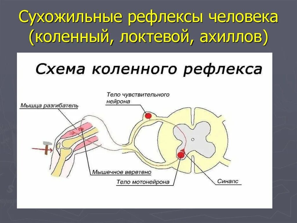 Чувствительное коленного рефлекса. Схема рефлекторной дуги коленного рефлекса 5 звеньев. Схема дуги коленного рефлекса физиология. Схема рефлекторной дуги коленный. Схема рефлекторной дуги коленного рефлекса.