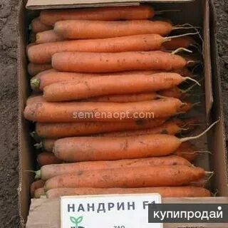 Морковь нандрин отзывы