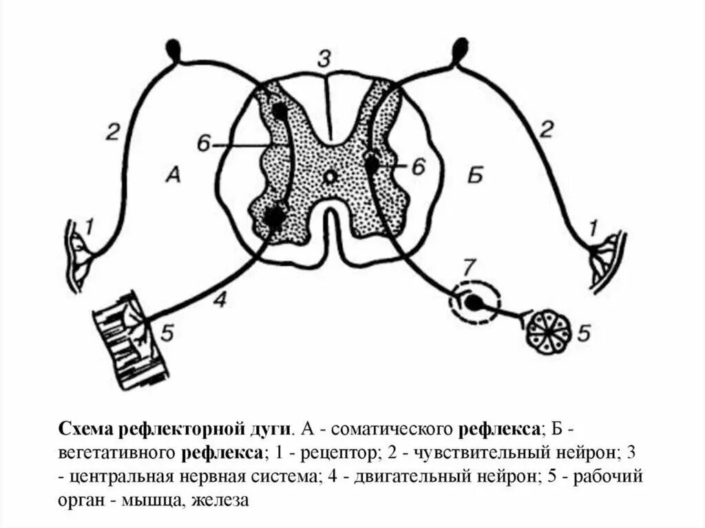 Строение рефлекторной дуги рисунок. Рефлекторная дуга сгибательного рефлекса схема. Схема рефлекторной дуги биология 8 класс. Рефлекторная дуга схема без подписей. Схема простейшей рефлекторной дуги рисунок.